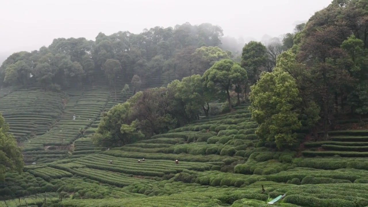 茶园视频下载