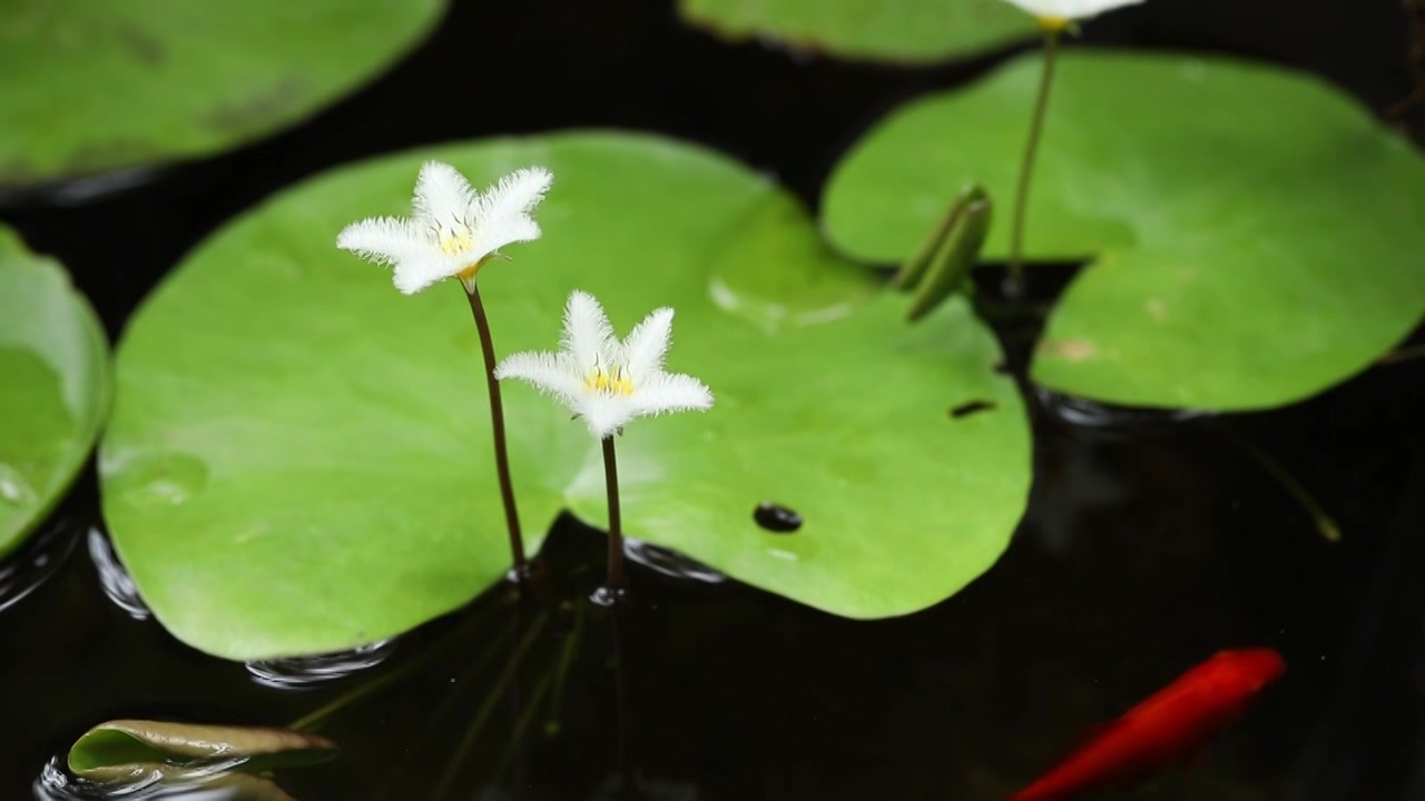 金银莲花视频素材