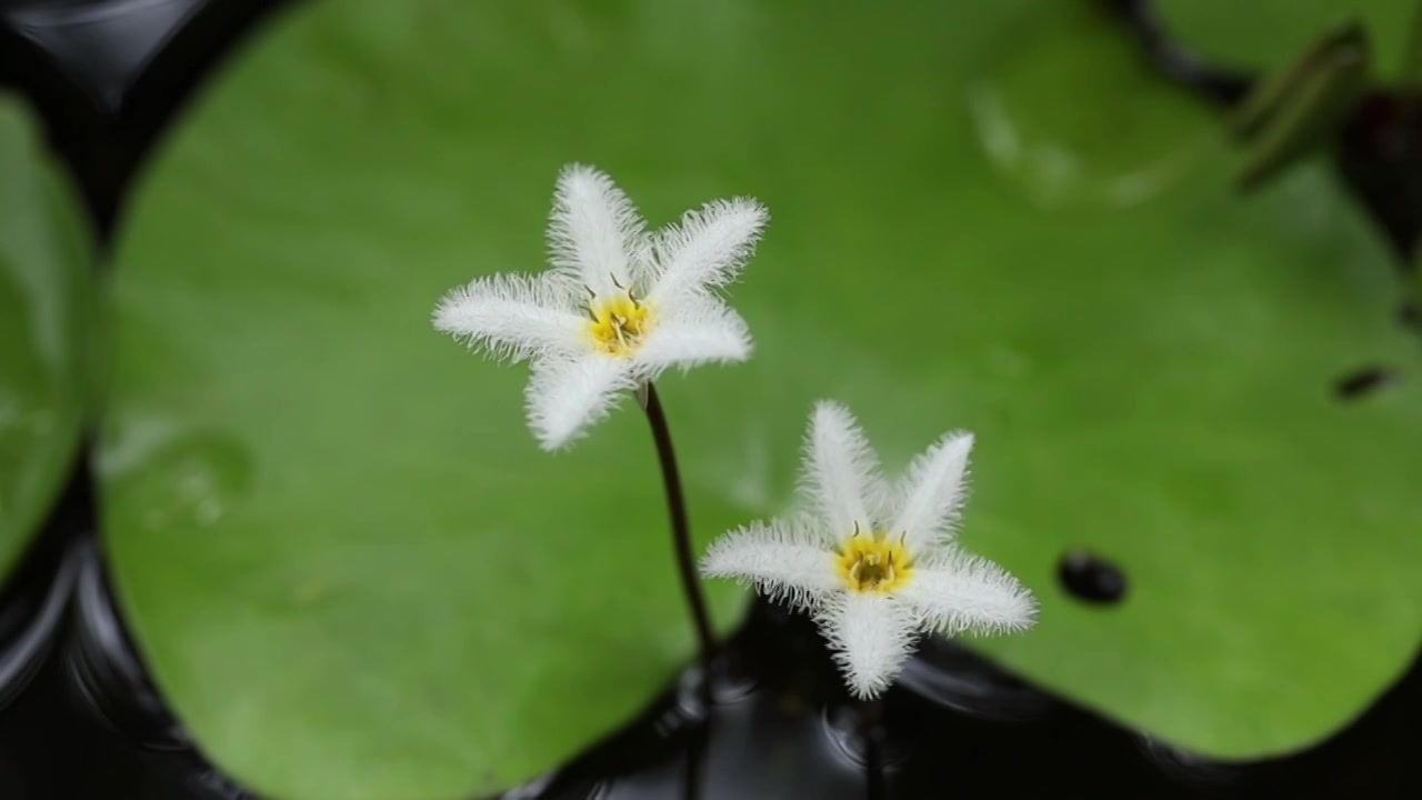 金银莲花视频素材