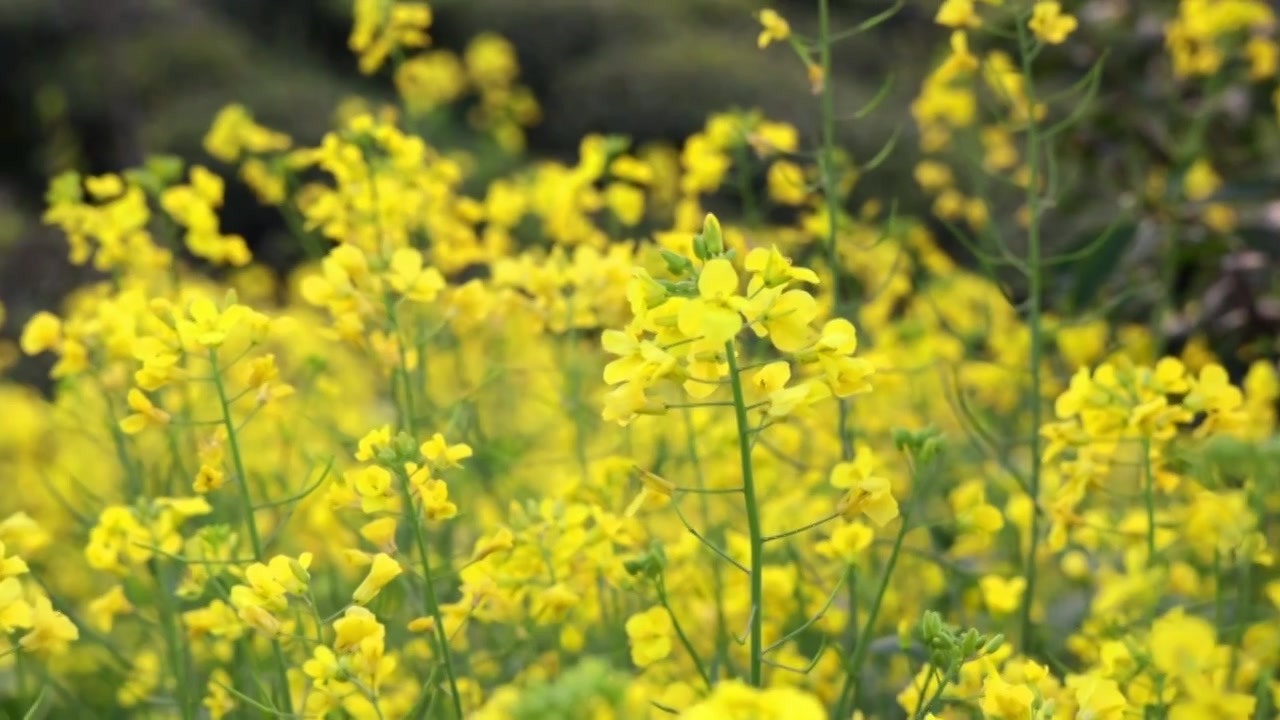 油菜花和茶园视频下载