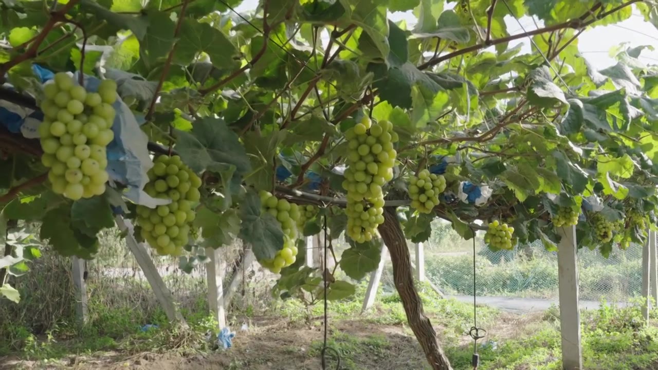 阳光玫瑰葡萄园绿色葡萄丰收时节采摘视频素材