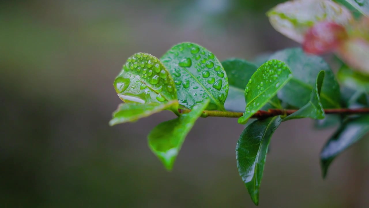 雨后的树叶上沾满了水珠视频素材