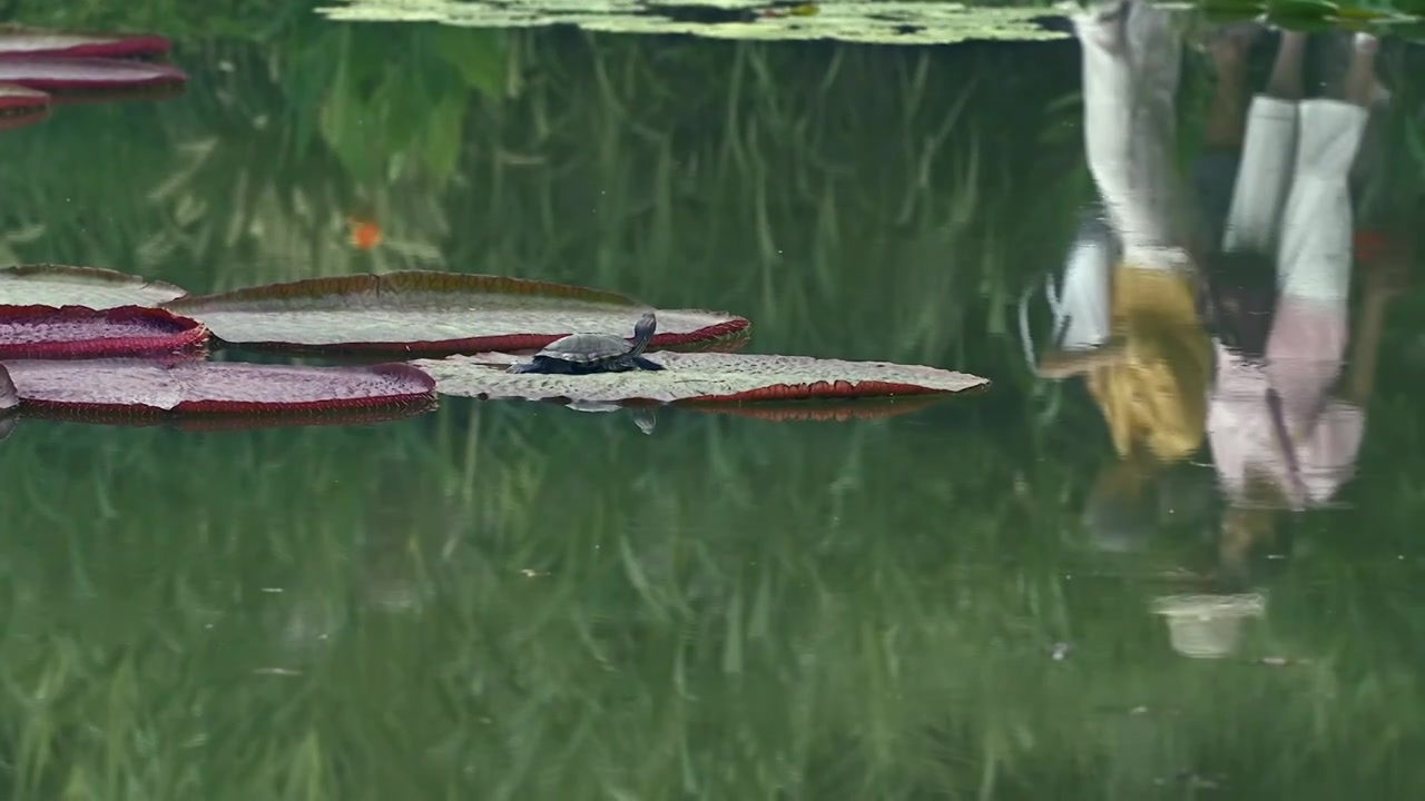 北京国家植物园夏季阳光下的睡莲视频素材