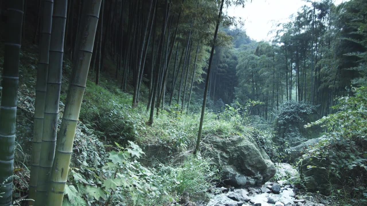 竹林空镜视频下载