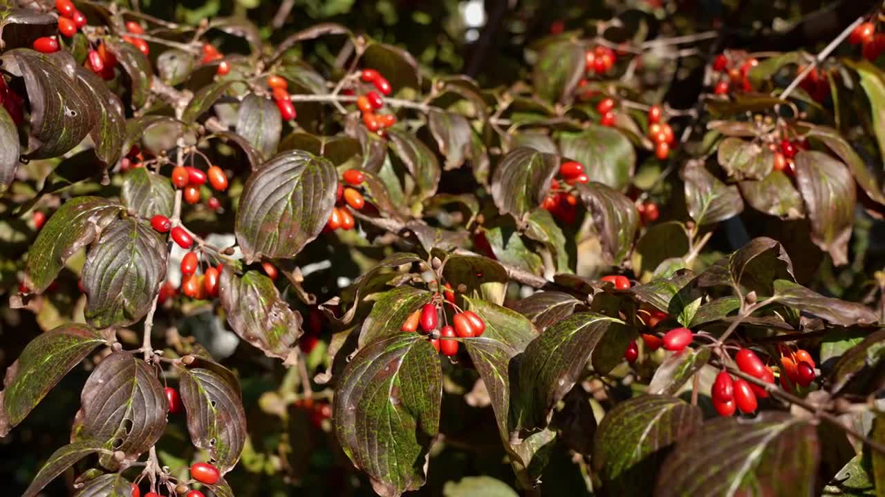 山茱萸中药材种植基地中医视频下载