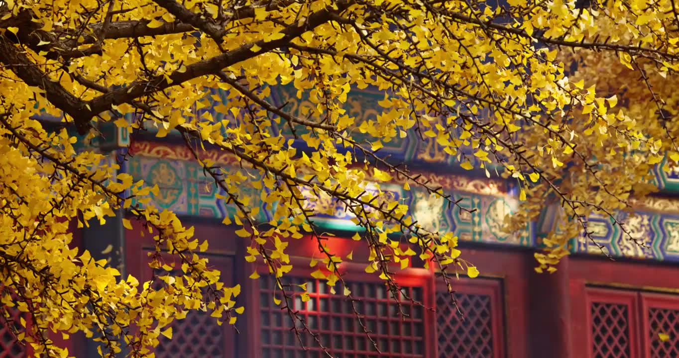 北京红螺寺银杏树叶飘落视频素材画面1