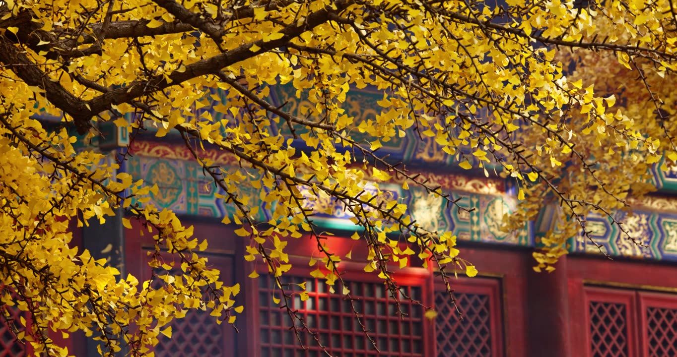 北京红螺寺银杏树叶飘落视频素材画面3
