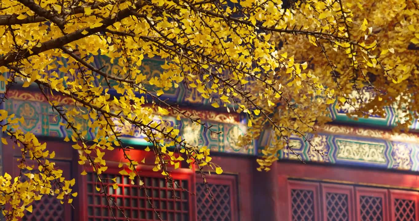 北京红螺寺银杏树叶飘落视频素材画面1