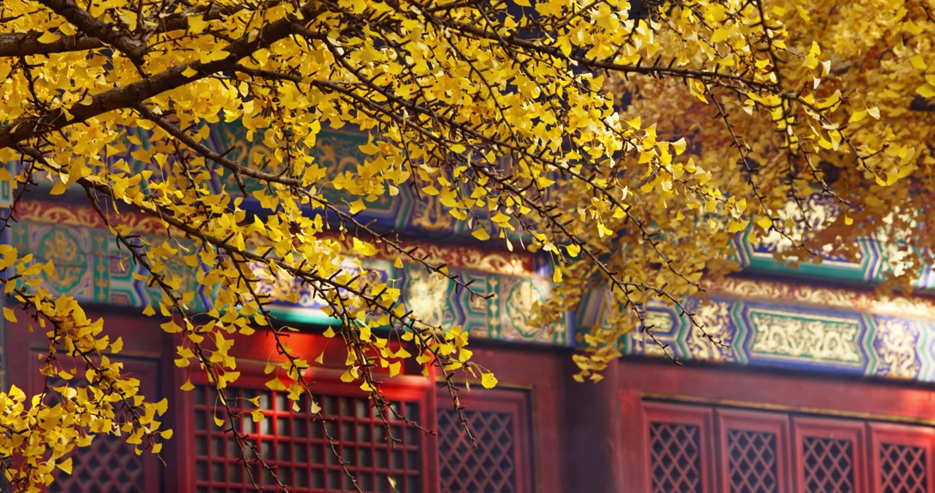 北京红螺寺银杏树叶飘落视频素材画面3