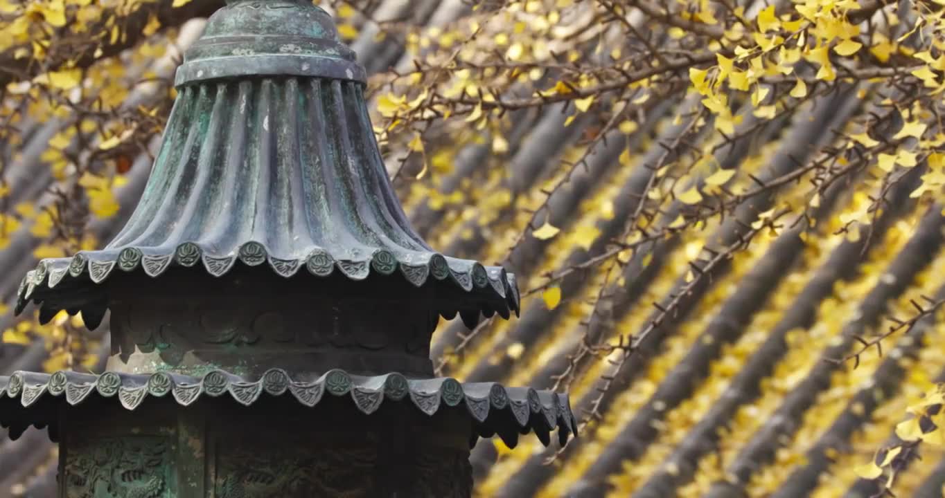 北京红螺寺银杏树叶飘落视频素材画面1