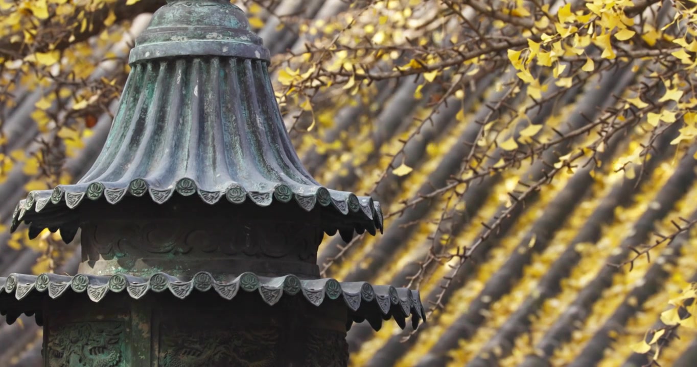 北京红螺寺银杏树叶飘落视频素材画面3