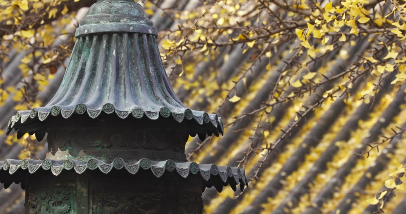 北京红螺寺银杏树叶飘落视频素材画面4