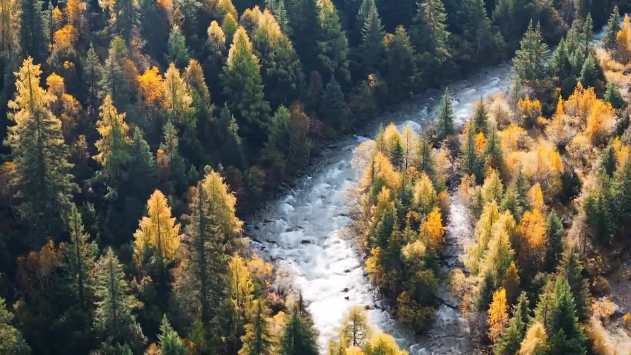 唯美秋季黄叶自然风景秋色航拍合集视频素材画面1