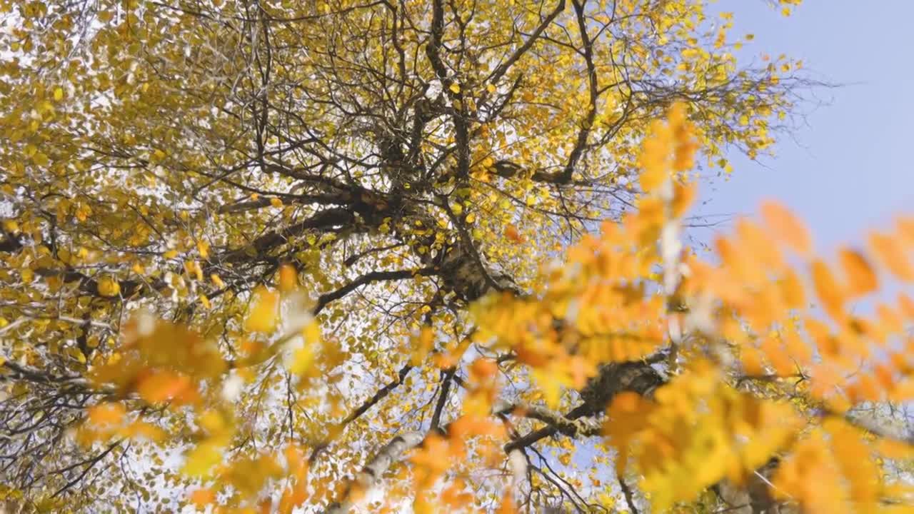 唯美秋季黄叶自然风景秋色航拍合集视频素材画面3