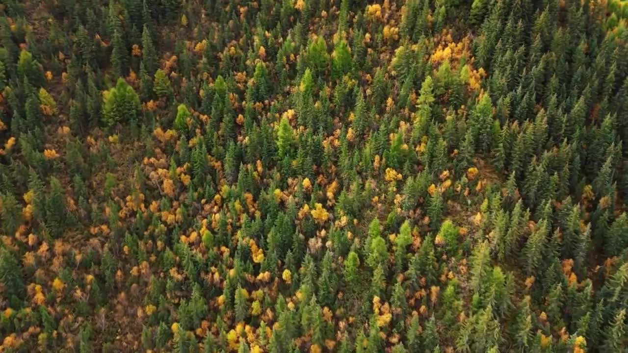 唯美秋季黄叶自然风景秋色航拍合集视频素材画面4