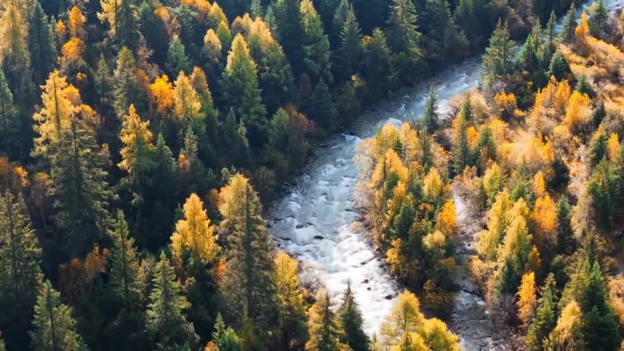 秋季森林彩林秋景红叶唯美自然风景合集视频素材画面1