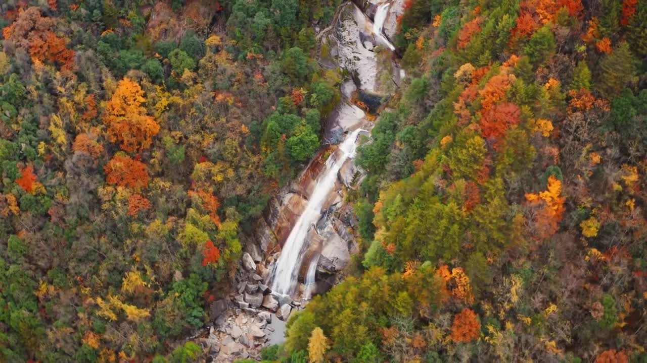 秋季森林彩林秋景红叶唯美自然风景合集视频素材画面3