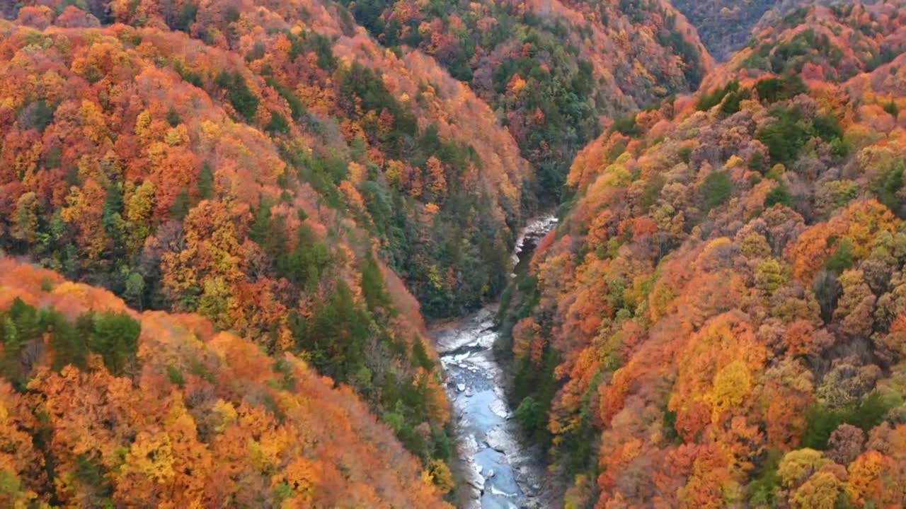 秋季森林彩林秋景红叶唯美自然风景合集视频素材画面4
