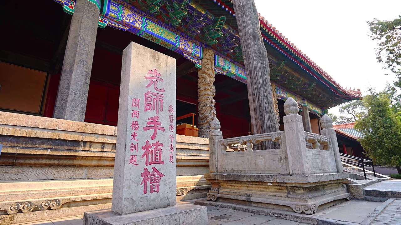 孔庙先师手植桧视频素材画面1