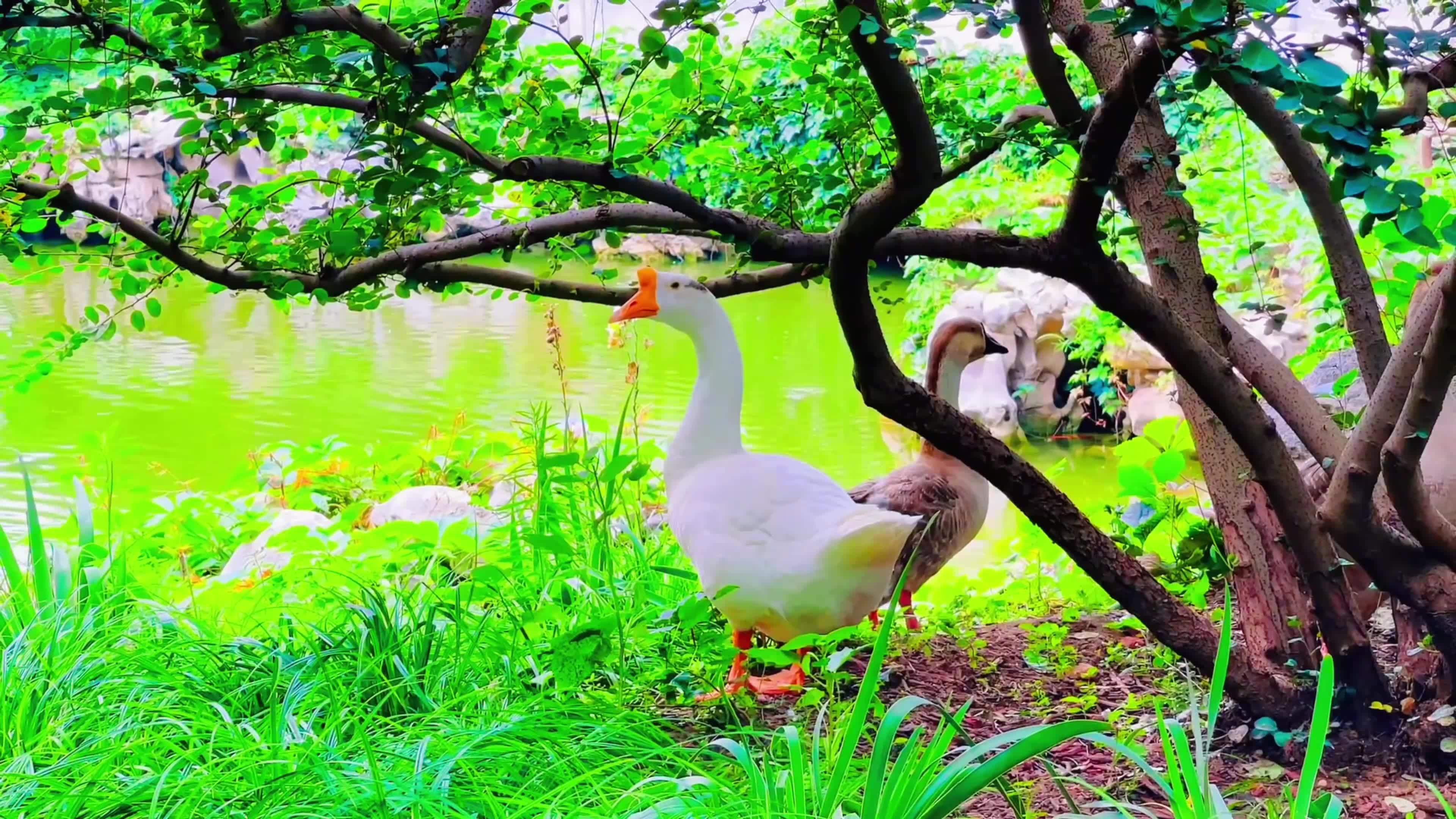 【4k】园博园绿意盎然的池塘与鹅群视频素材画面3
