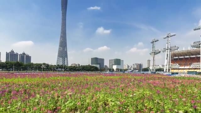 广东广州城市风光 花海 4K延时摄影 画面从下往上摇摆视频素材画面1