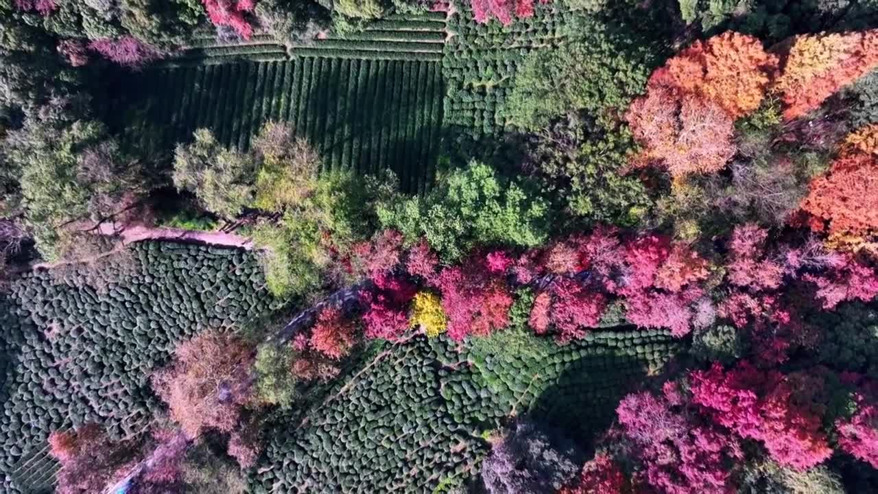 合集-浙江杭州西湖秋季航拍视频素材画面4