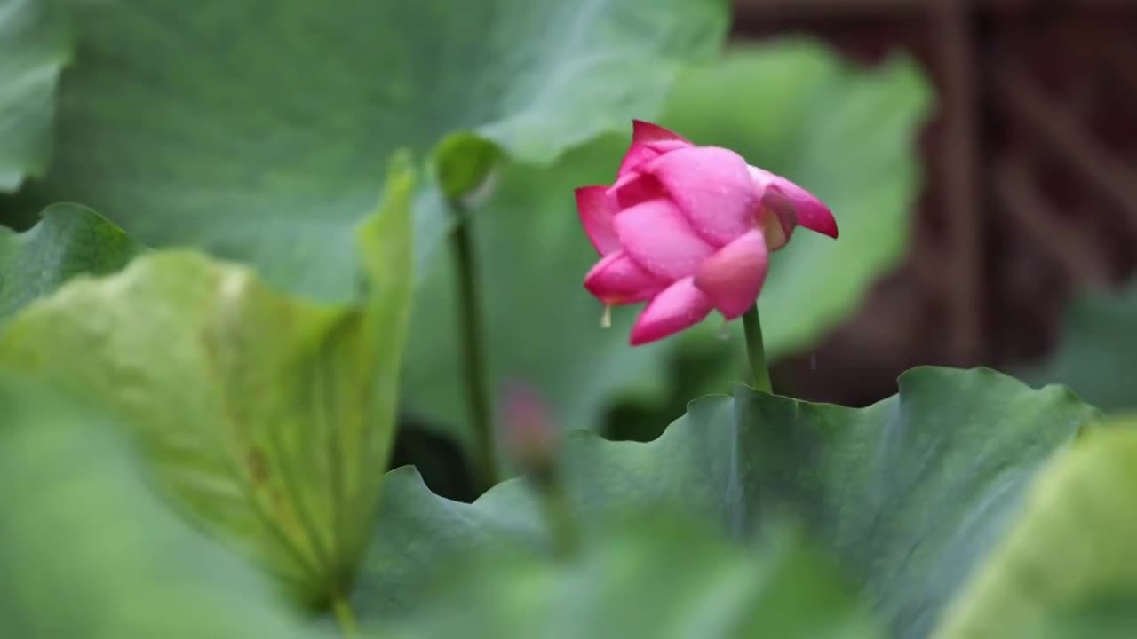 合集-杭州西湖夏日美景视频素材画面3