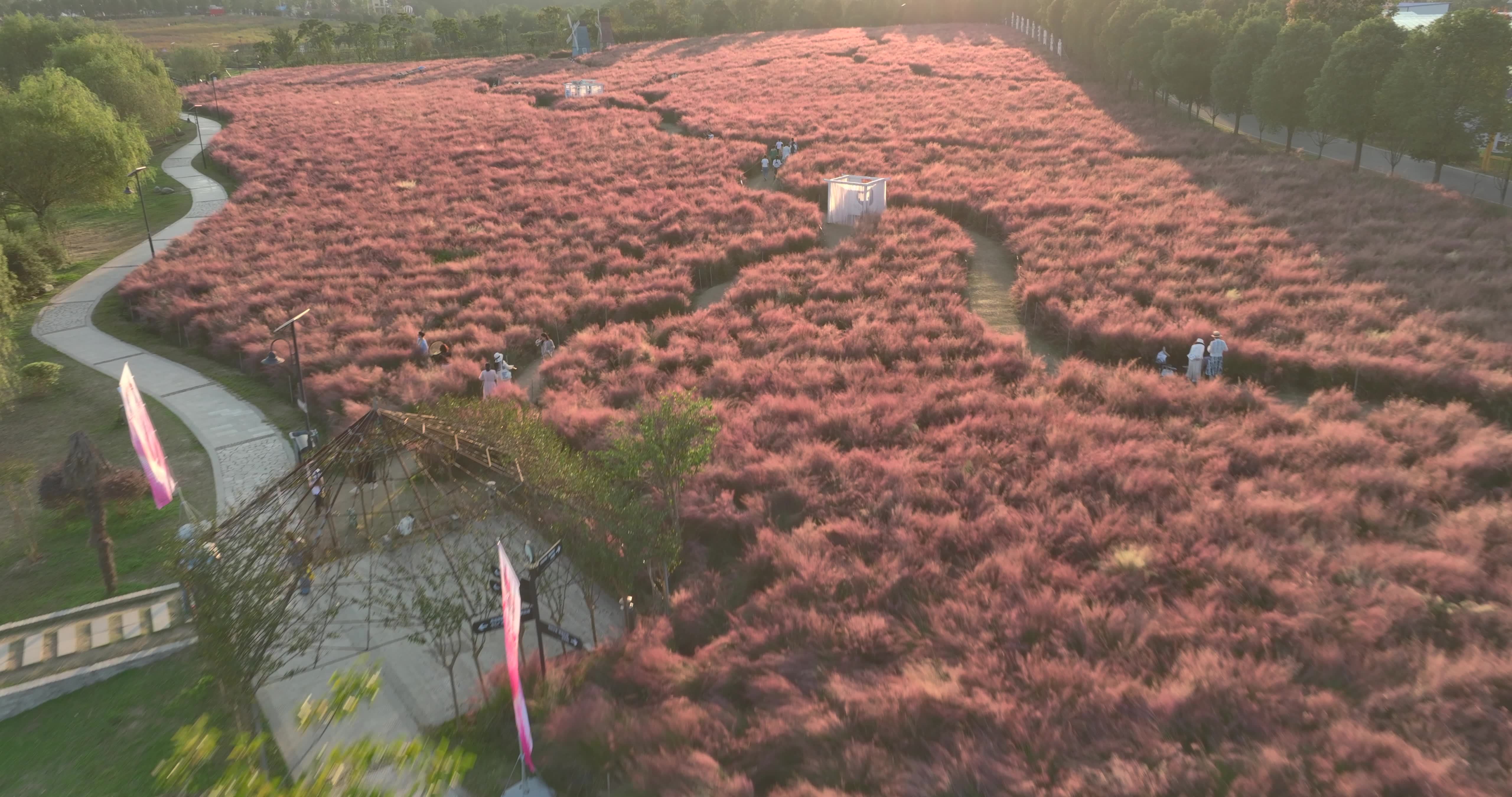 【21元】武汉花博汇粉黛乱子草花海视频素材画面1