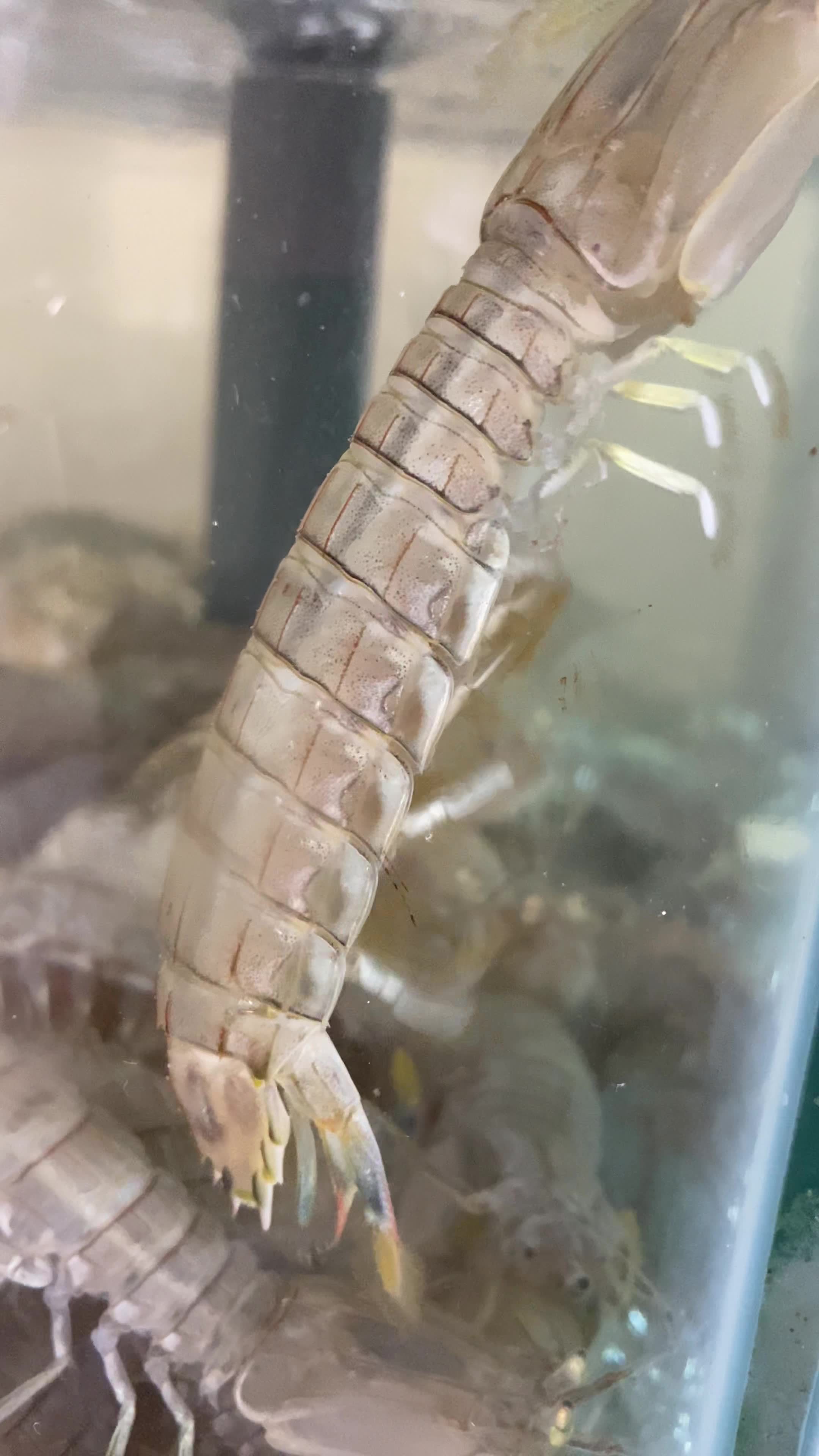 海鲜海螺海蟹生蚝海蛤蛤蜊龙虾视频素材画面1