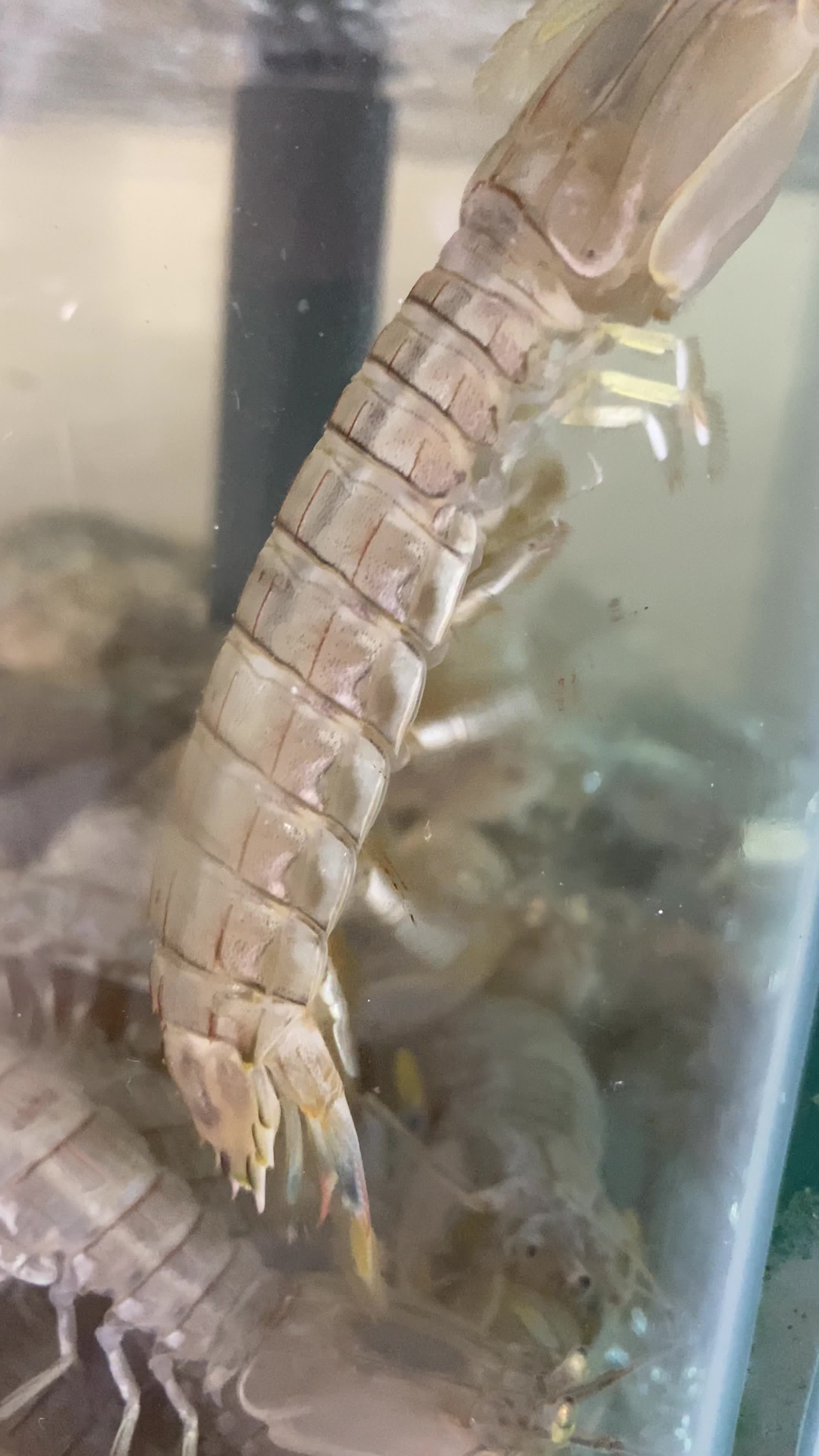海鲜海螺海蟹生蚝海蛤蛤蜊龙虾视频素材画面3