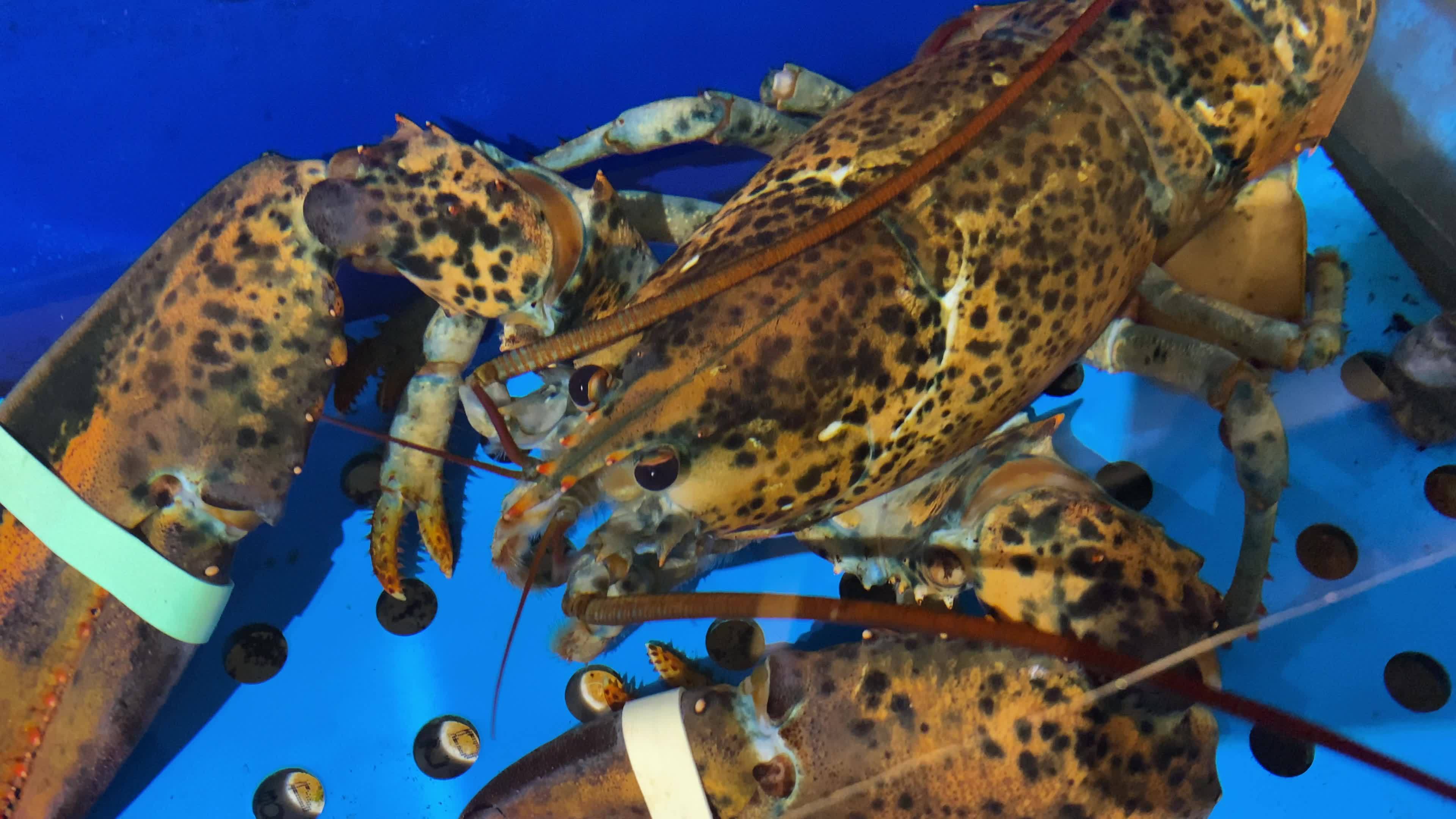 海鲜海螺海蟹生蚝海蛤蛤蜊龙虾视频素材画面3