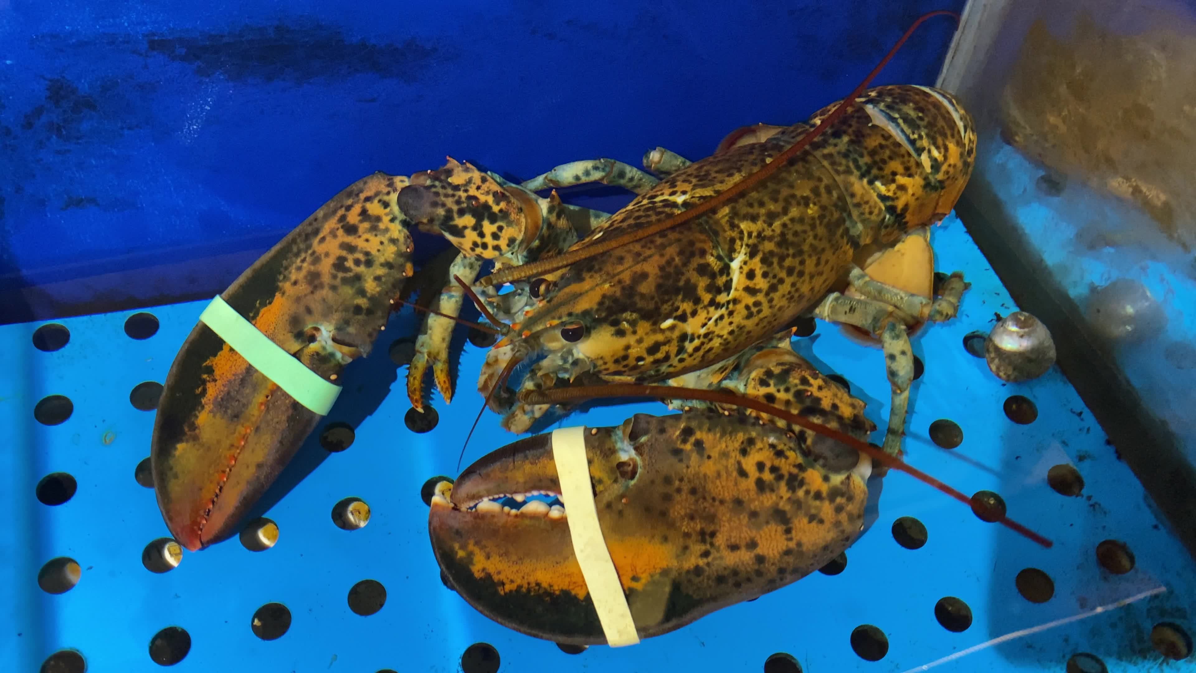 海鲜海螺海蟹生蚝海蛤蛤蜊龙虾视频素材画面1