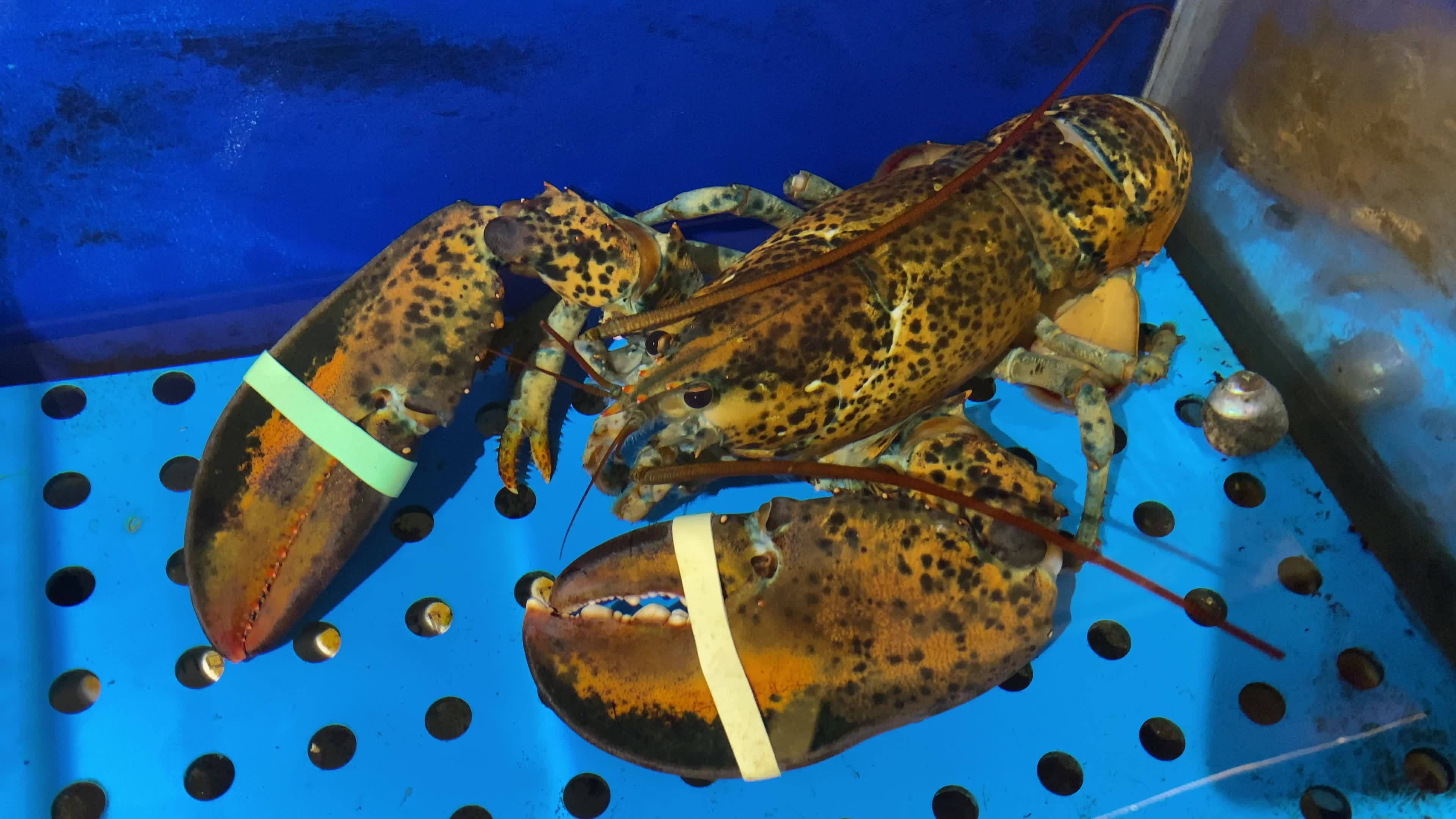 海鲜海螺海蟹生蚝海蛤蛤蜊龙虾视频素材画面2