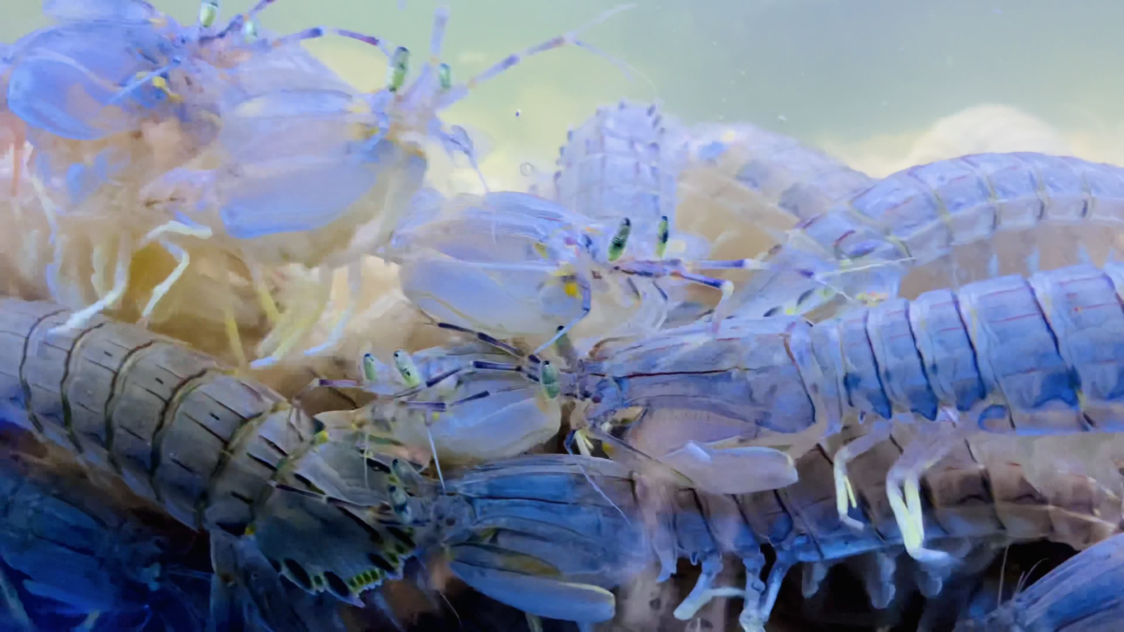 海鲜海螺海蟹生蚝海蛤蛤蜊龙虾视频素材画面1