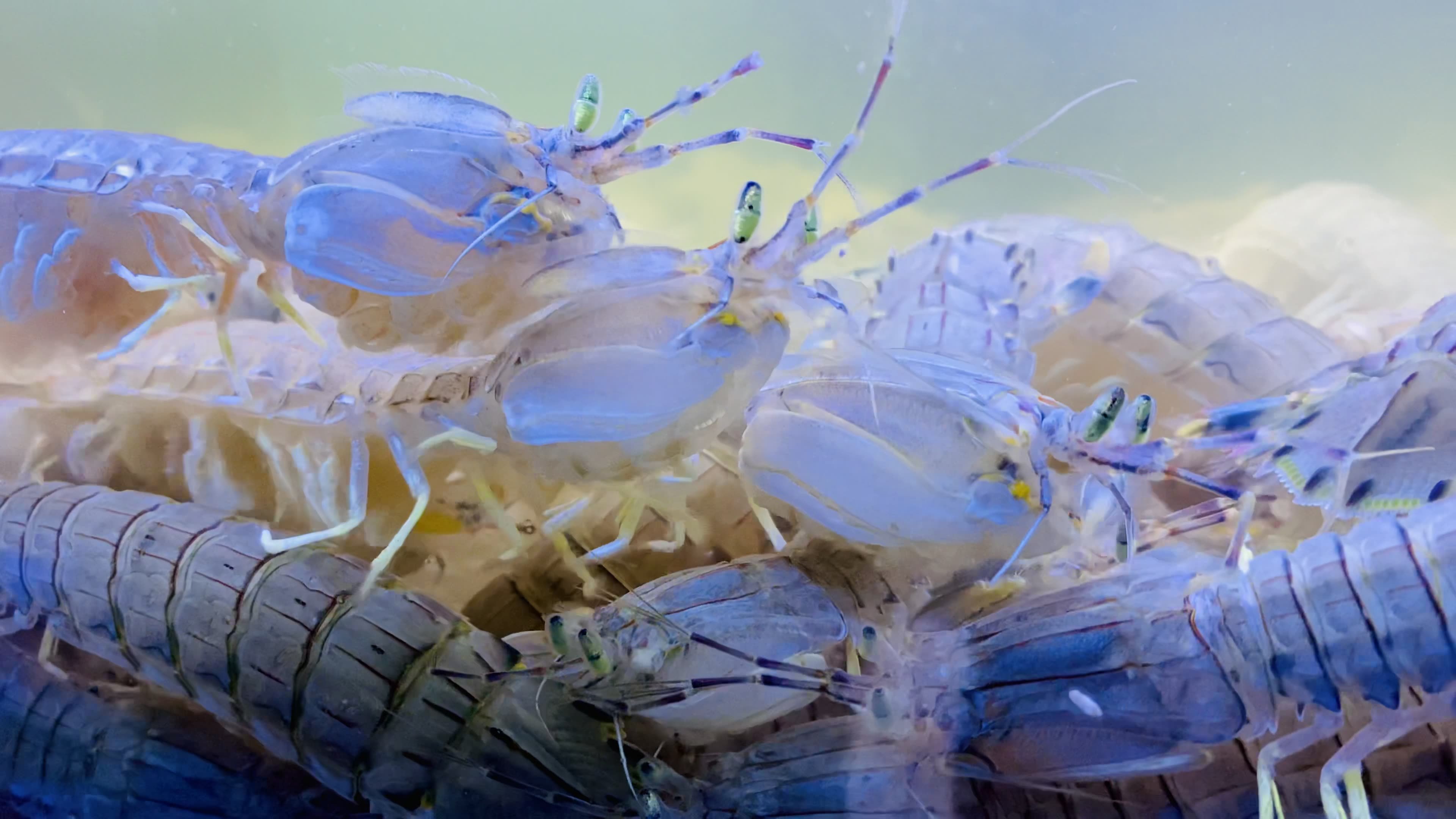 海鲜海螺海蟹生蚝海蛤蛤蜊龙虾视频素材画面2