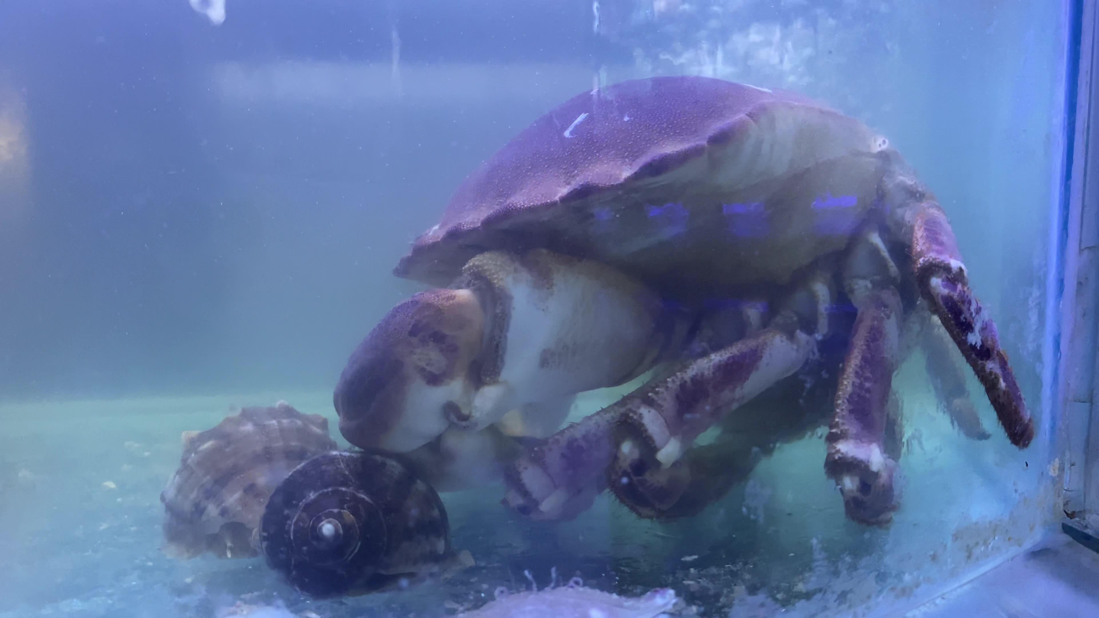 海鲜海螺海蟹生蚝海蛤蛤蜊龙虾视频素材画面1