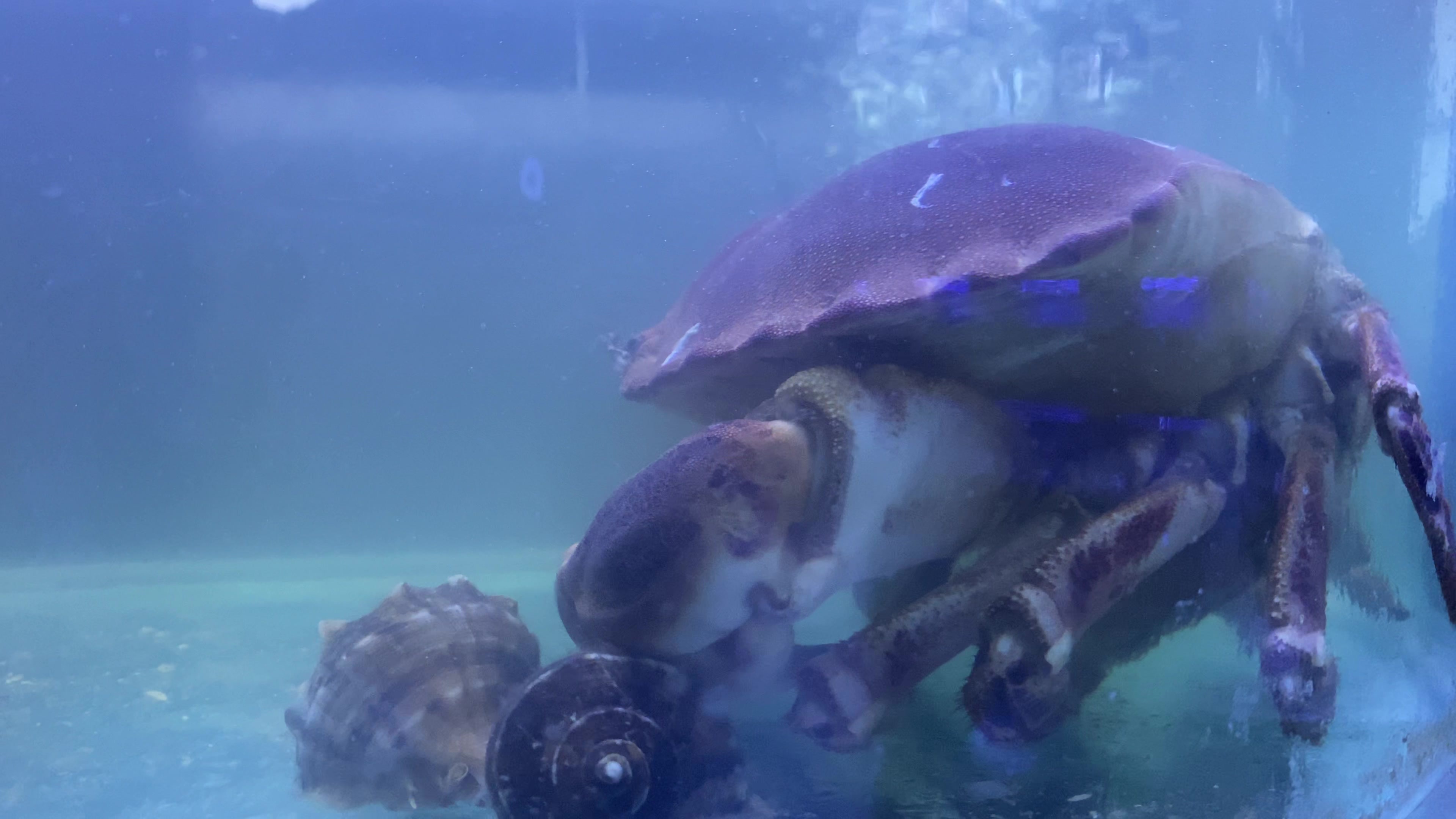 海鲜海螺海蟹生蚝海蛤蛤蜊龙虾视频素材画面4