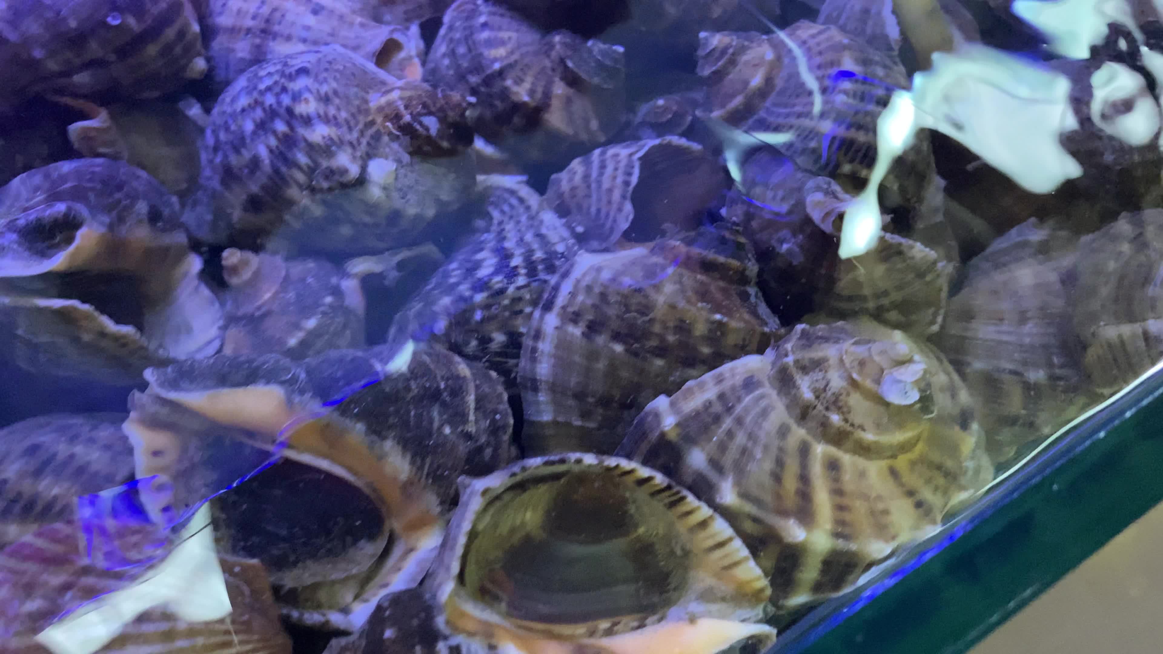 海鲜水产海蟹生蚝海蛤蛤蜊龙虾视频素材画面1