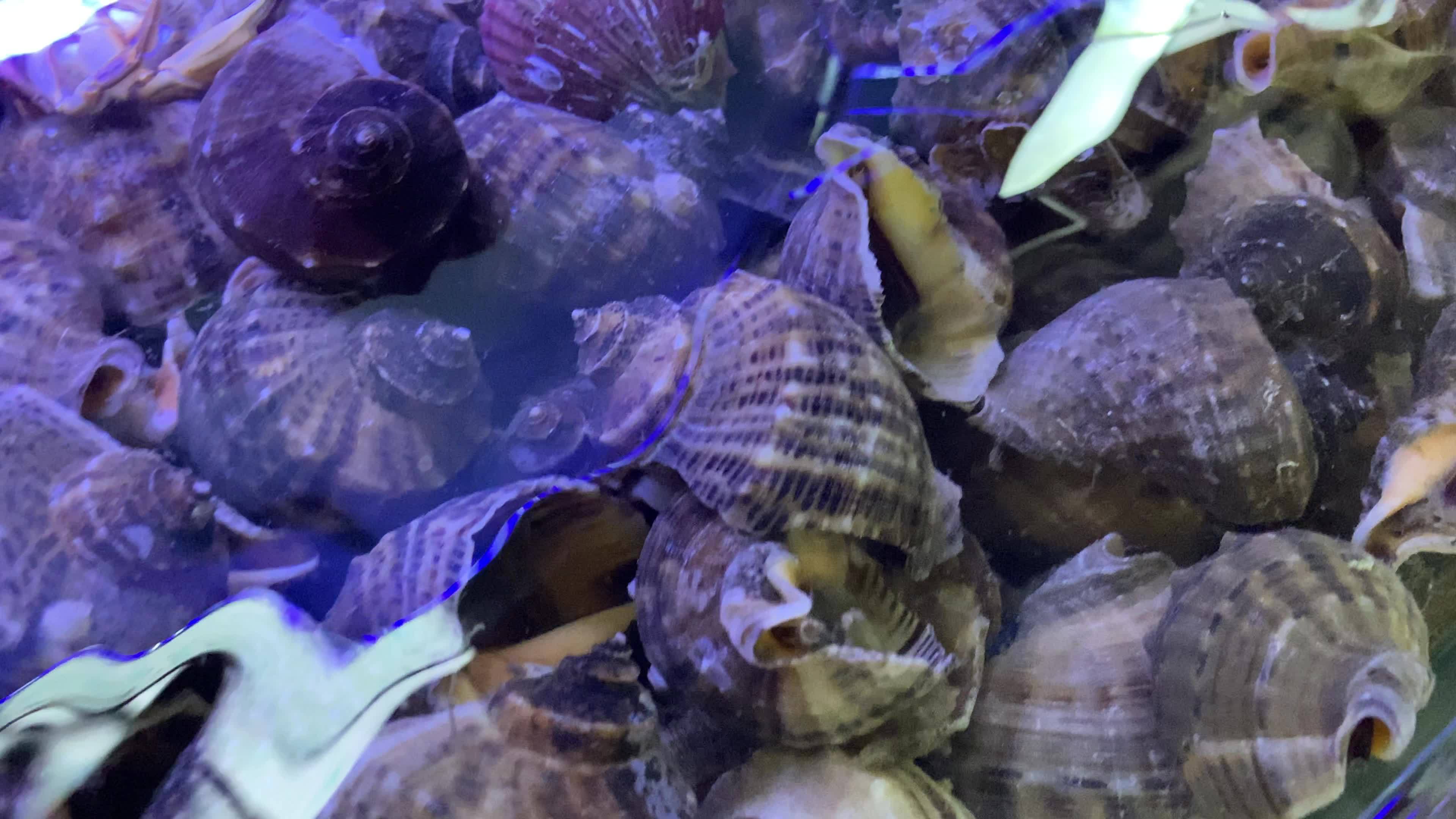 海鲜水产海蟹生蚝海蛤蛤蜊龙虾视频素材画面4