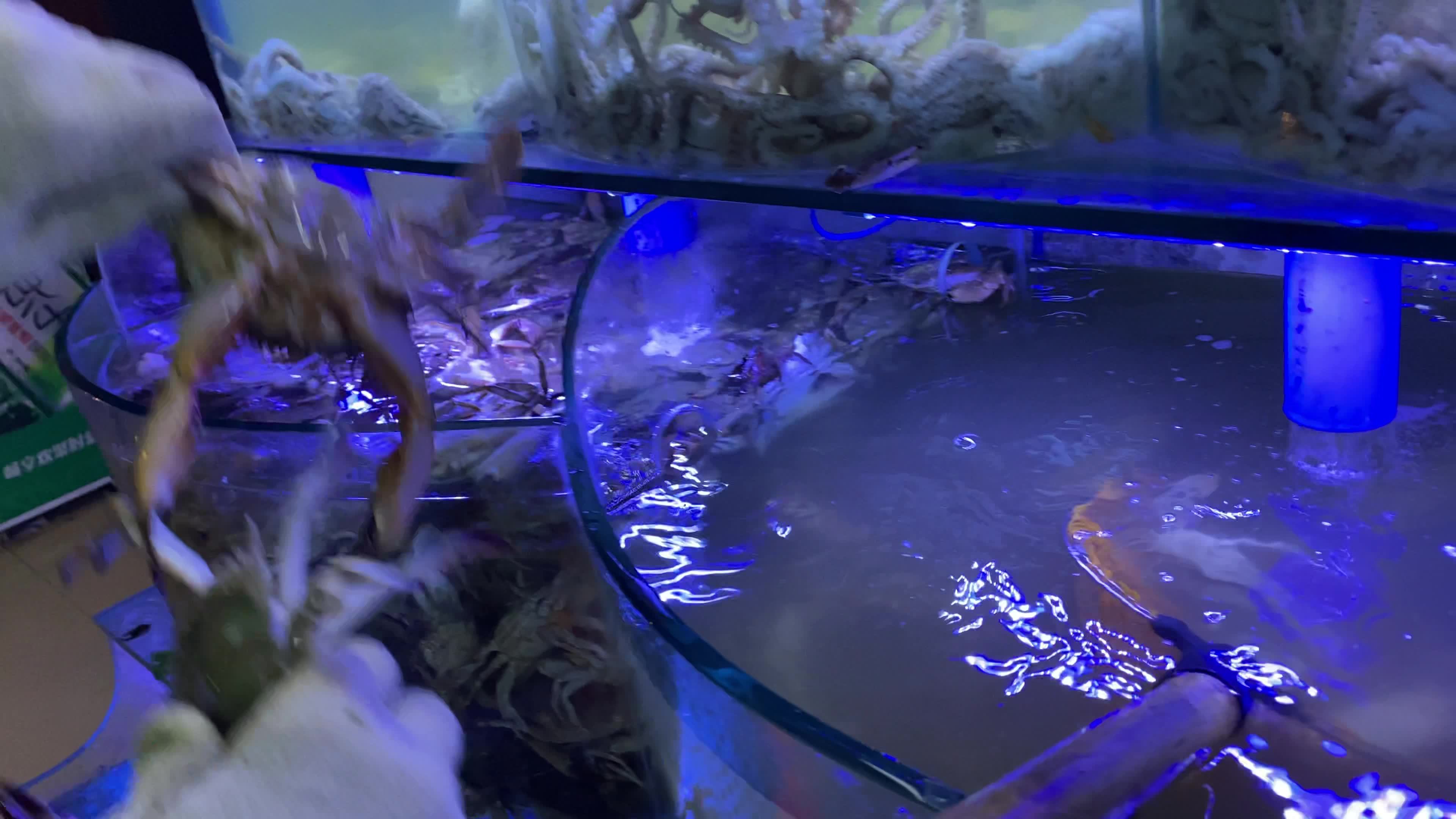 海鲜水产海蟹生蚝海蛤蛤蜊龙虾视频素材画面1
