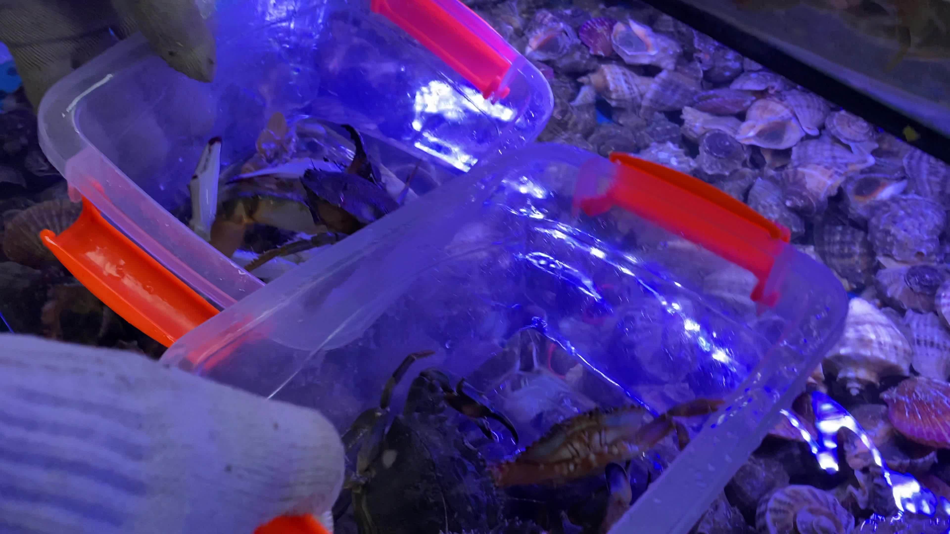 海鲜水产海蟹生蚝海蛤蛤蜊龙虾视频素材画面2