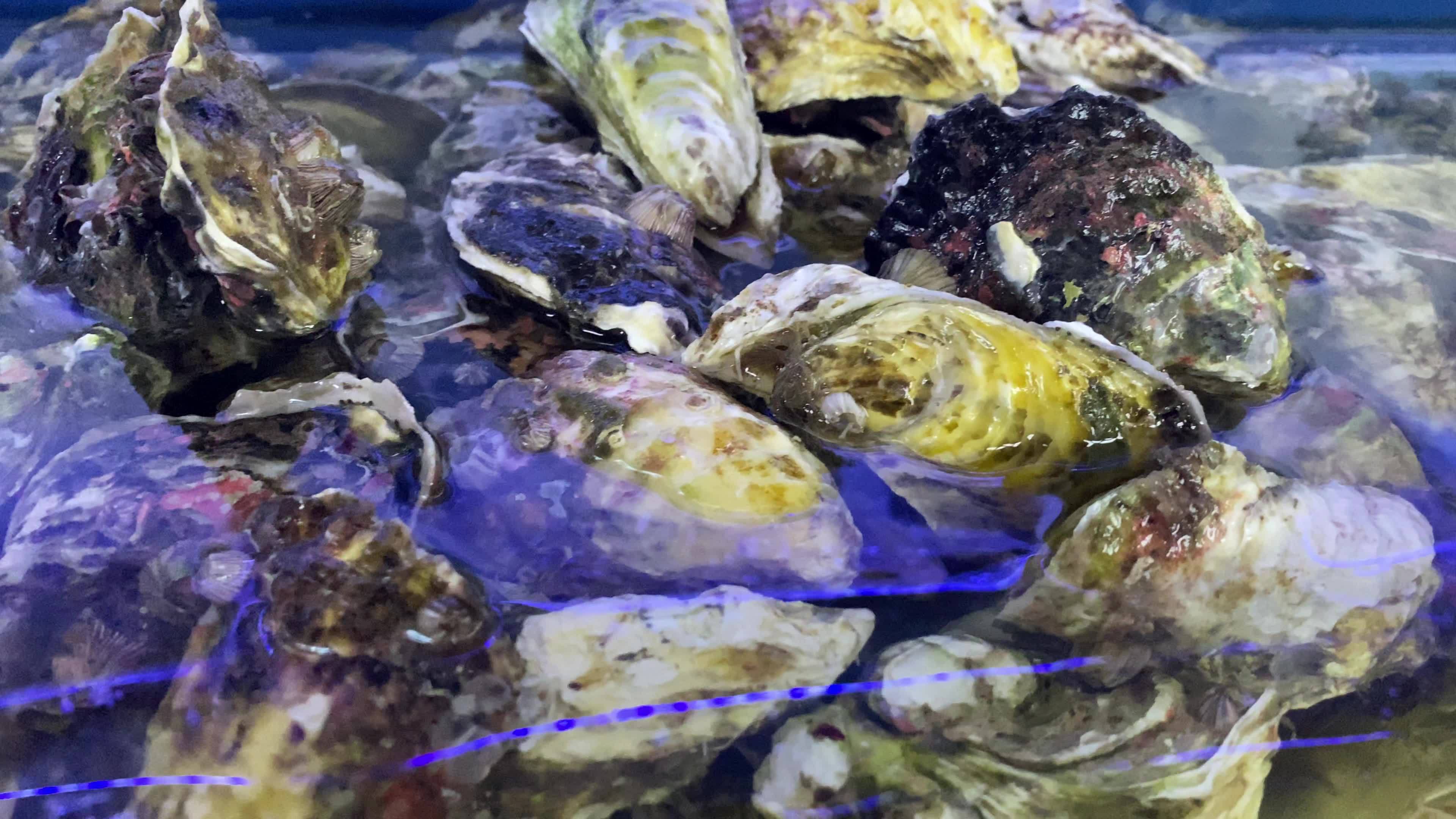 海鲜水产海蟹海虾海蛤蛤蜊龙视频素材画面1