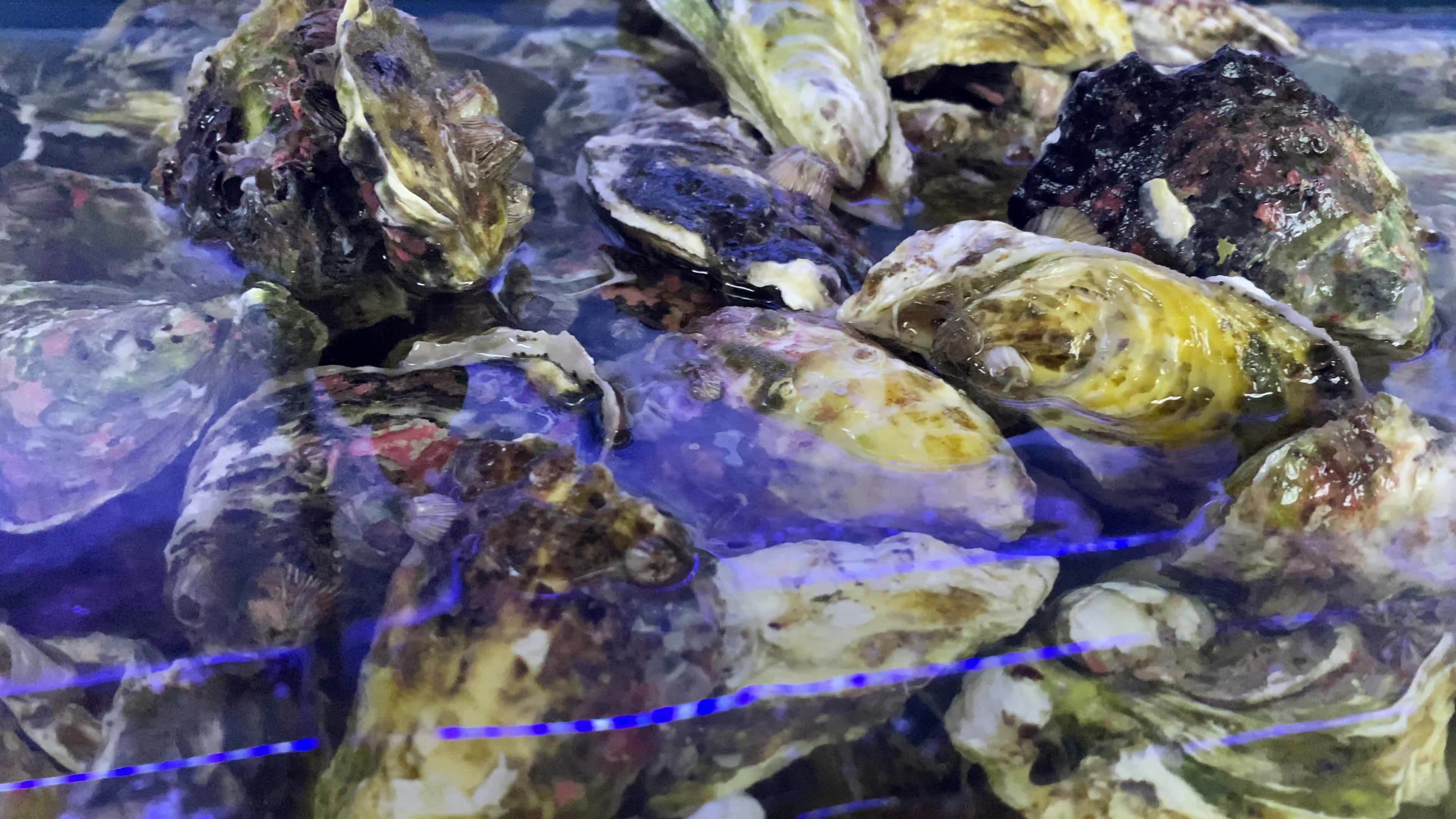 海鲜水产海蟹海虾海蛤蛤蜊龙视频素材画面3