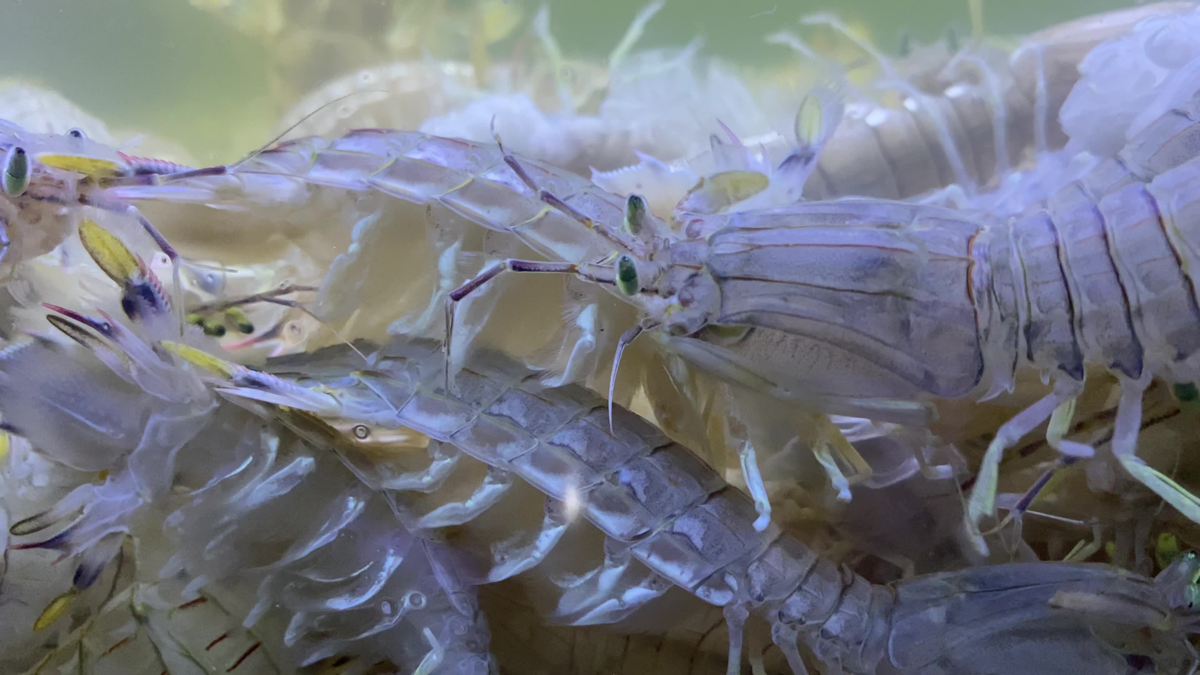 海鲜水产海蟹海虾海蛤蛤蜊生蚝视频素材画面1