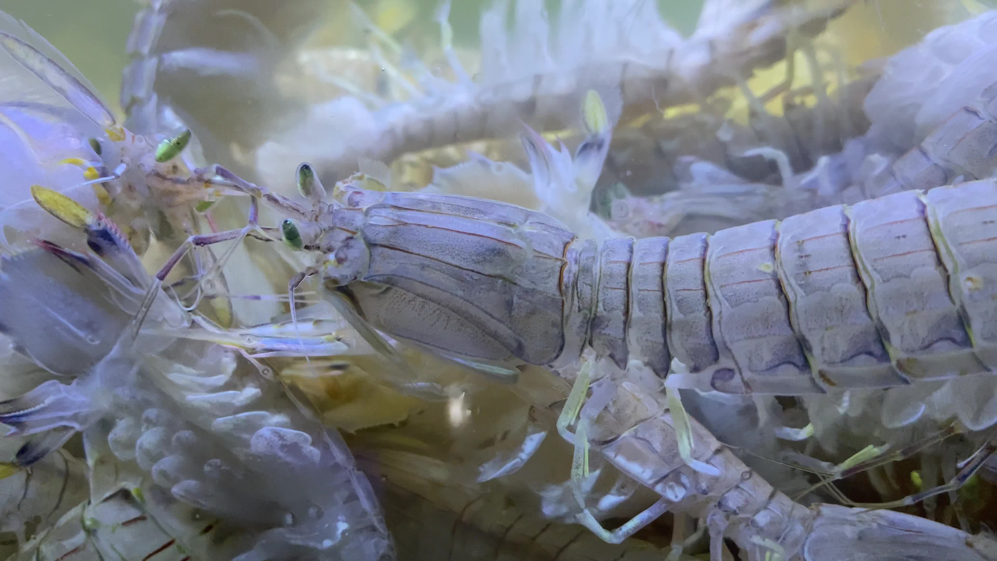 海鲜水产海蟹海虾海蛤蛤蜊生蚝视频素材画面3