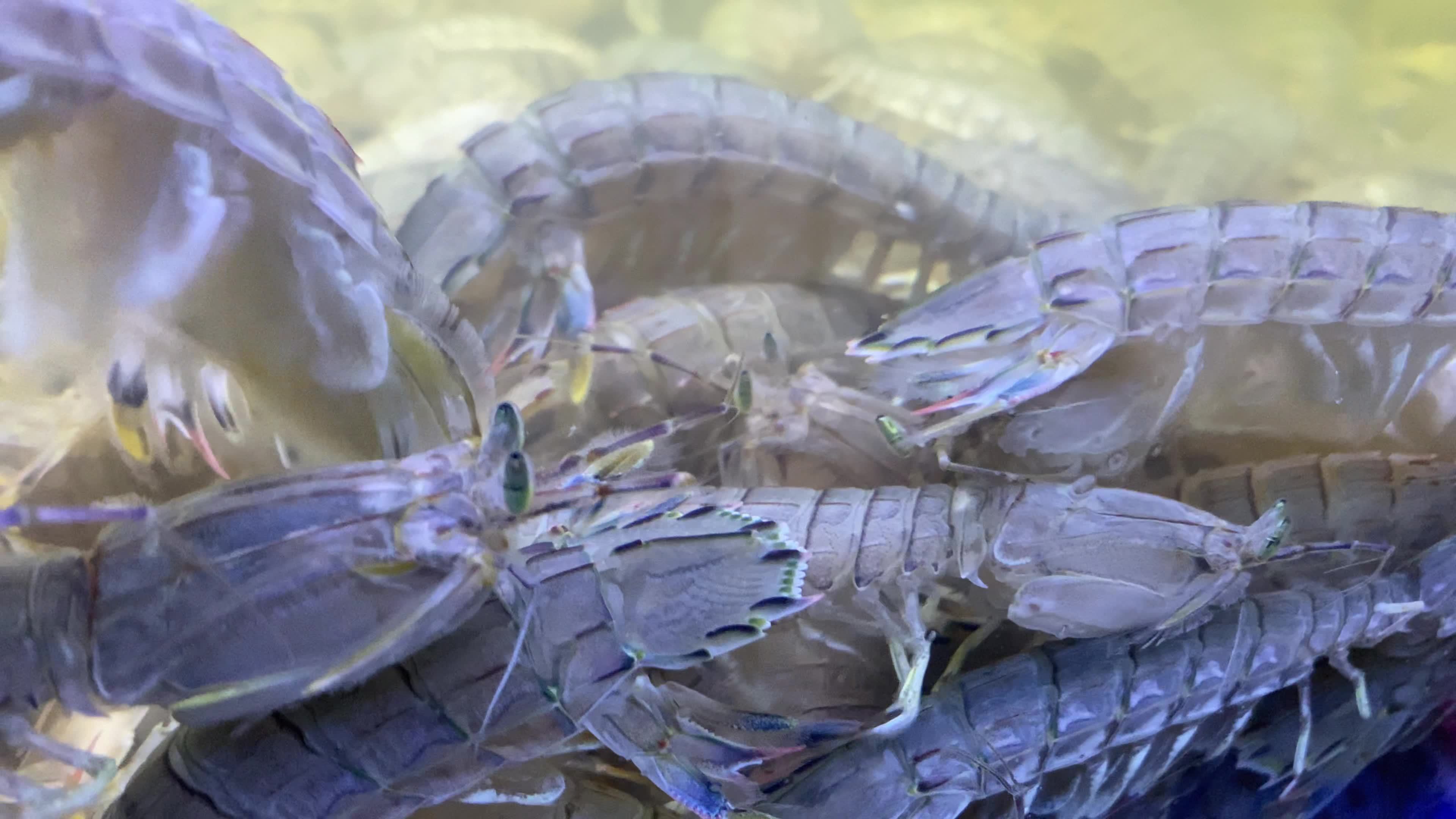 海鲜水产海蟹海虾海蛤蛤蜊生蚝视频素材画面1