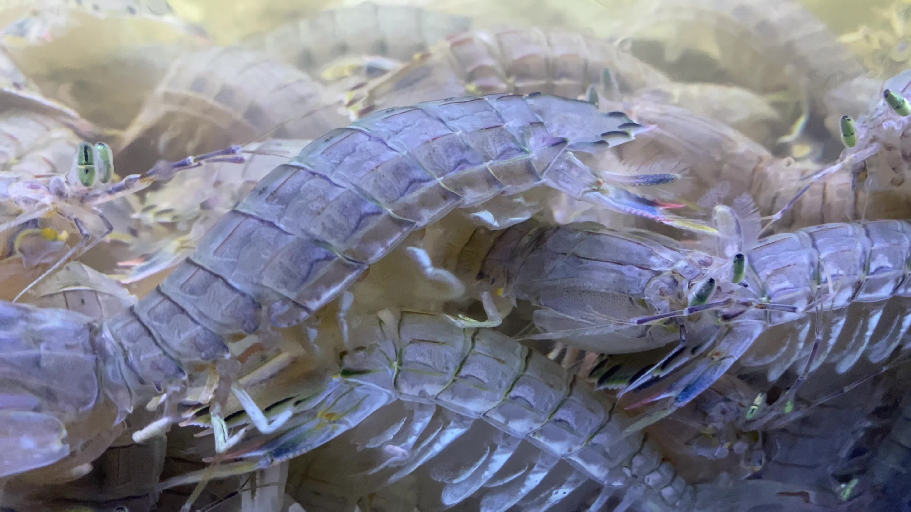 海鲜水产海蟹海虾海蛤蛤蜊生蚝视频素材画面1