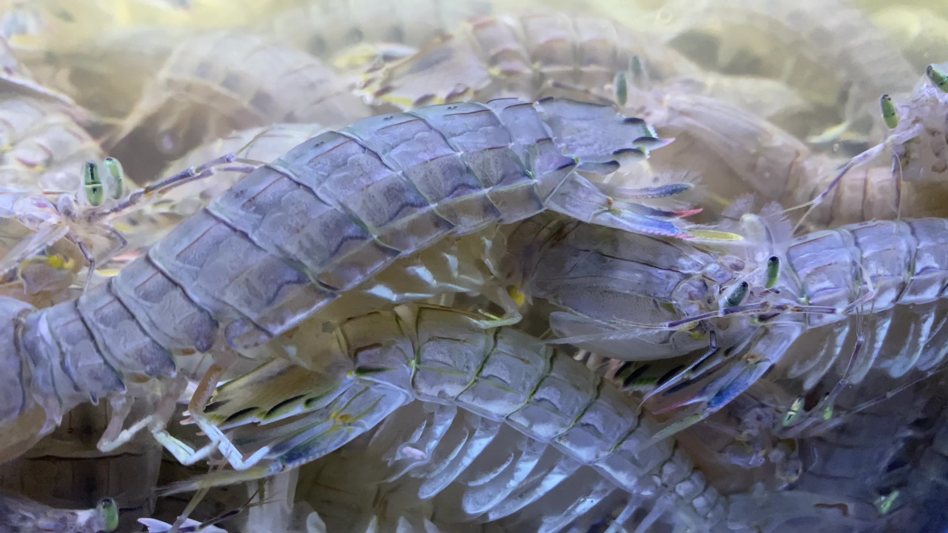 海鲜水产海蟹海虾海蛤蛤蜊生蚝视频素材画面2