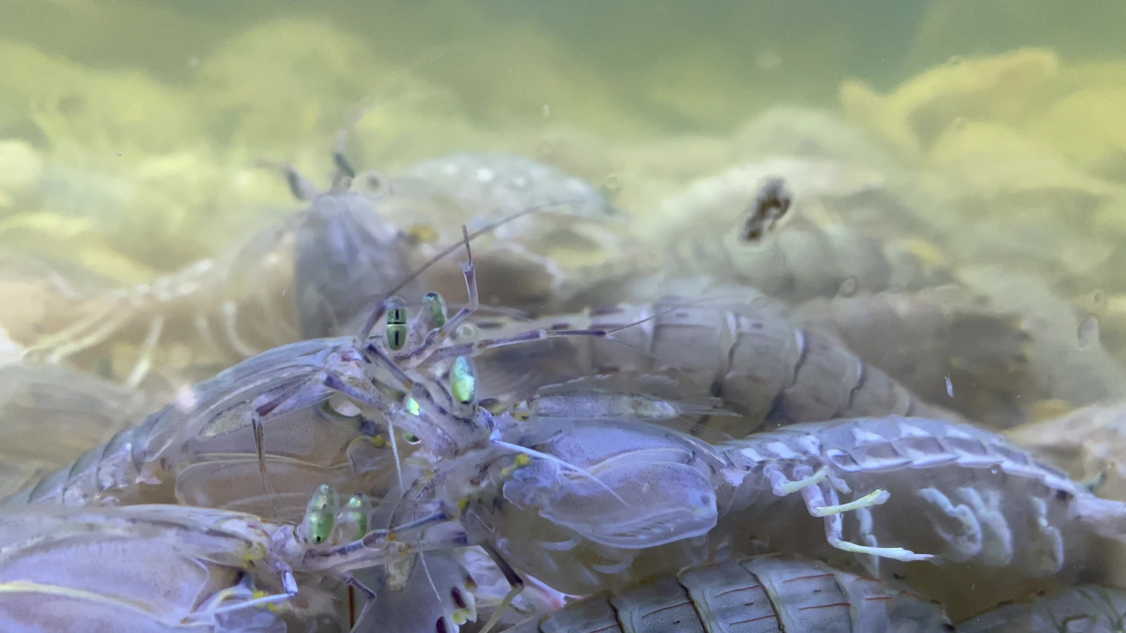 海鲜水产海蟹海虾海蛤蛤蜊生蚝视频素材画面1