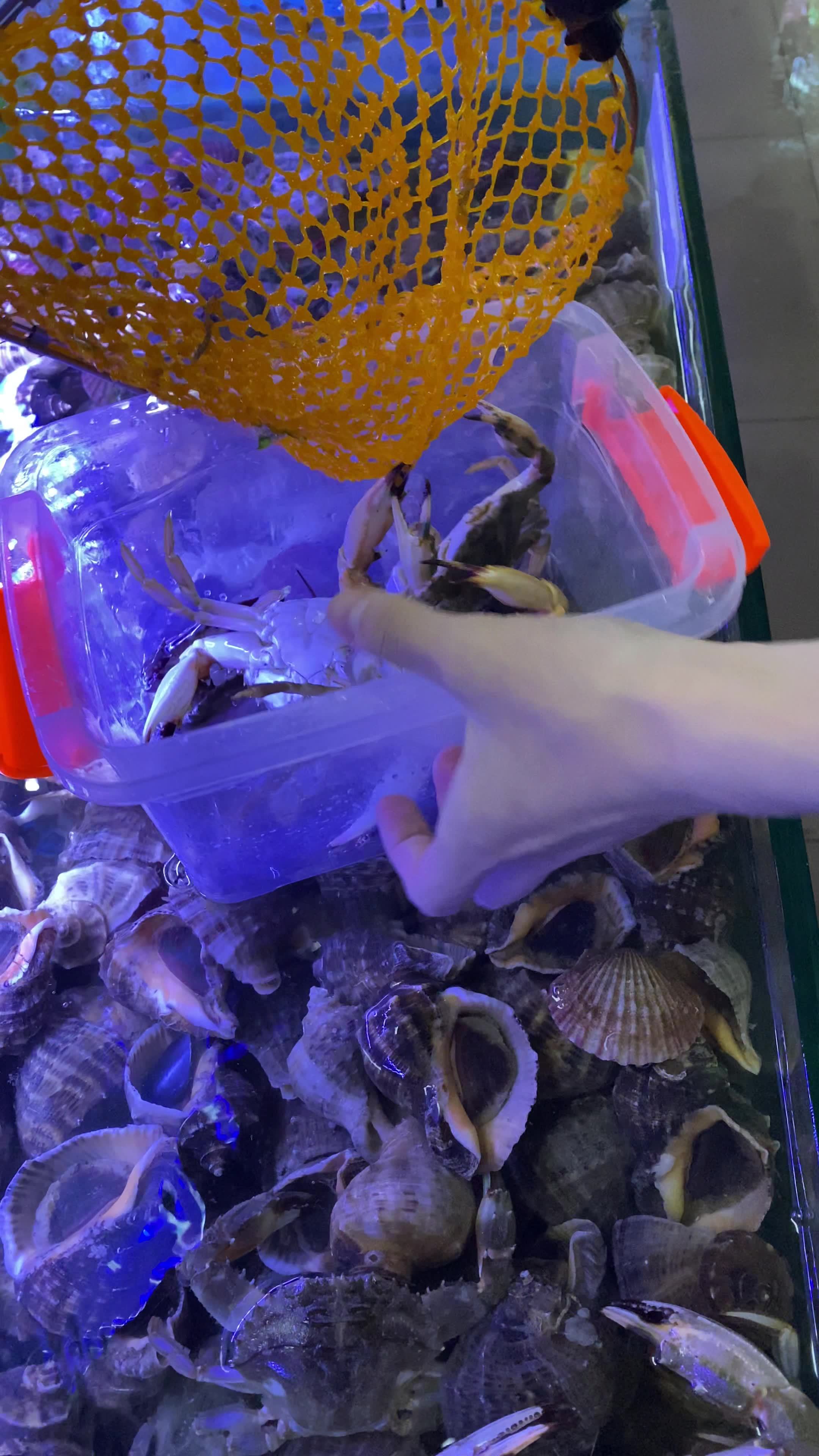 海鲜水产海蟹海虾海蛤蛤蜊生蚝视频素材画面1